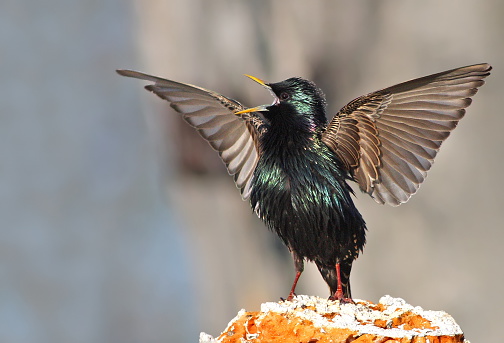 European starling (Sturnus vulgaris) in spring