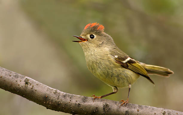 Ruby-crowned kinglet stock photo