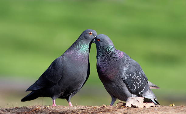 istock Rock dove in love 591826728
