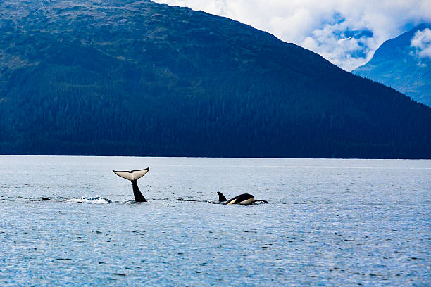 Orcas in Prince William Sound A pod of Orcas in Prince William Sound, Alaska. prince william sound photos stock pictures, royalty-free photos & images
