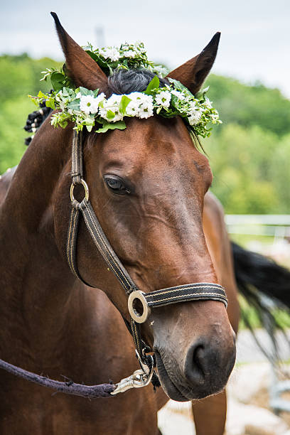 Mobile, Alabama, USA - Feb. 7, 2016: A horse with blinders appears to smile during the Joe Cain Day Mardi Gras parade in Mobile, Alabama.