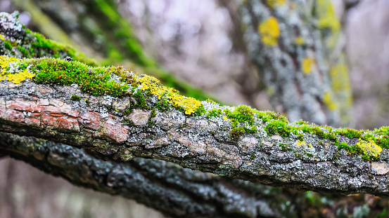 Moss and lichen on a tree branch