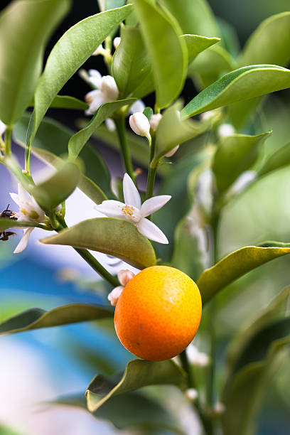 Meiwa Kumquat tree with ripe fruit and flowers and a bee.