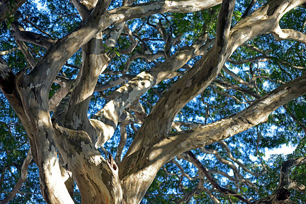 istock Brazilian ironwood tree 591833718