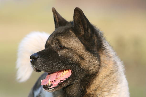 Pure breed  Akita ( Akita-inu, Akita-ken) Japanese