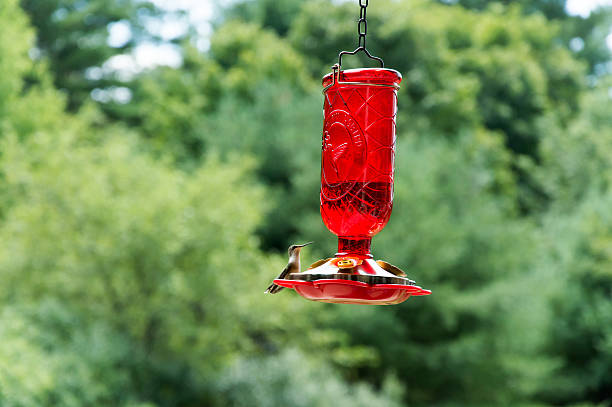 istock Hummingbird sitting on the bird feeder 591834484