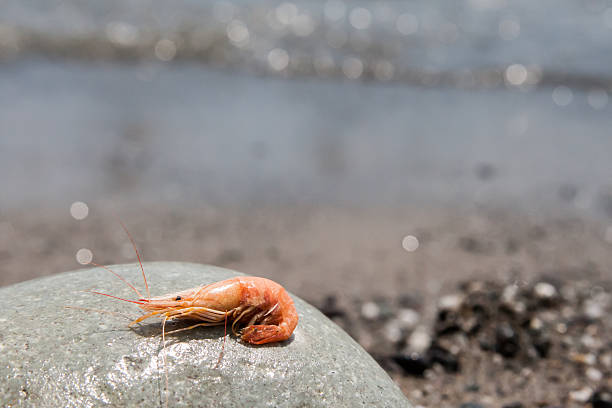 istock boiled shrimp on pebble by the sea 591835244