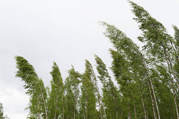 Wind blowing birch trees Wind blowing birch trees gale stock pictures, royalty-free photos & images