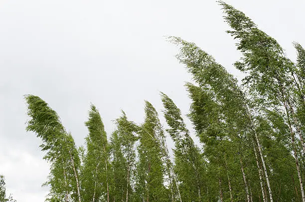 Photo of Wind blowing birch trees