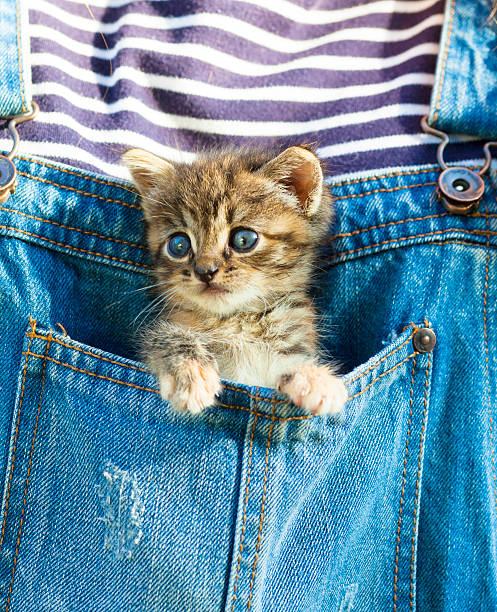 Lovely newborn kitten in a pinafore pocket.