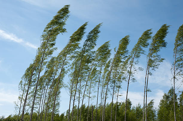 Wind Moving Tree 1,200+ Tree Bending In Wind Stock Photos, Pictures & Royalty-Free ...