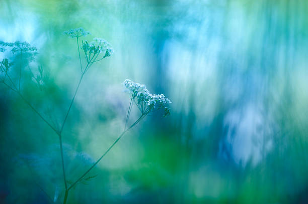 prado de flores - cow parsley imagens e fotografias de stock