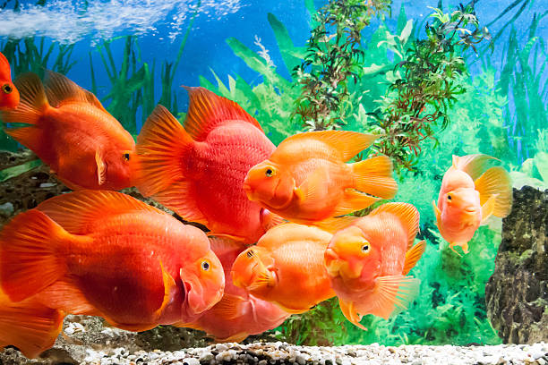 istock floating fishes in an aquarium 591836354