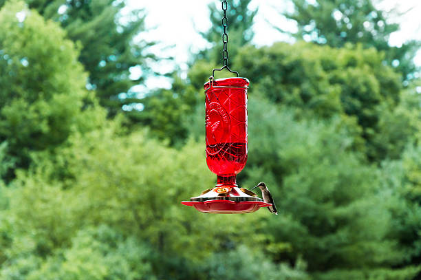 istock Hummingbird sitting on a bird feeder 591838064