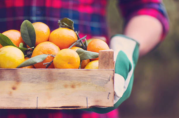 istock Box of tangerine in the hands 591839740