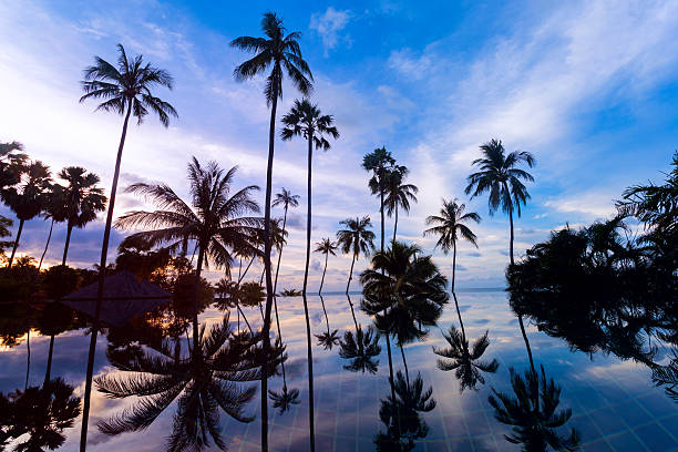Tall coconut palm trees at twilight sky reflected in water. Picturesque romantic sunset or sunrise scene on Koh Samui island, Thailand