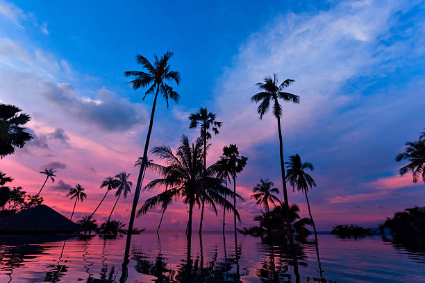 высокие кокосовые пальмы в сумерках небо отражается в воде - thailand surat thani province ko samui coconut palm tree стоковые фото и изображения