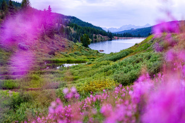 Meadow of Fireweed with Views of Gore Range Mountains Vail Scenic Meadow of Fireweed with Views of Gore Range Mountains Vail - Scenic summer landscape with lush meadows of wildflowers and fields of pink fireweed. Epilobium angustifolium flower mountain fireweed wildflower stock pictures, royalty-free photos & images