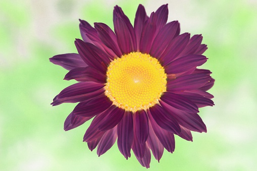 Purple daisy in watercolour tones. Photo