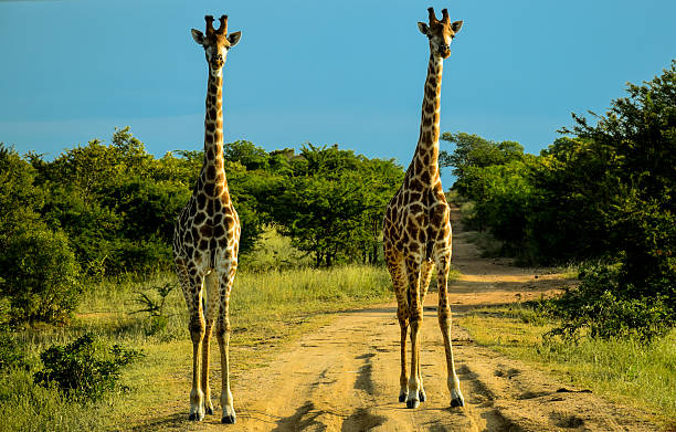 istock Pair of Wild Giraffes 591843066
