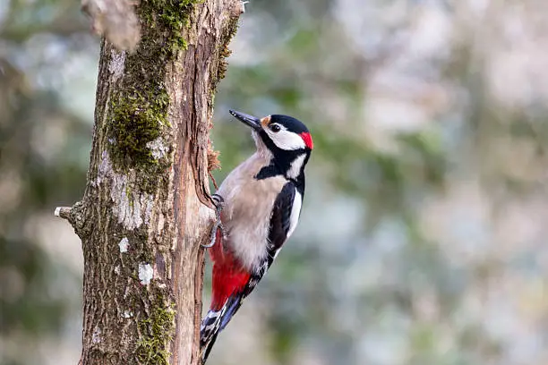 Great spotted woodpecker, Dendrocopos major, in the forest of Orgi, Navarra, Spain