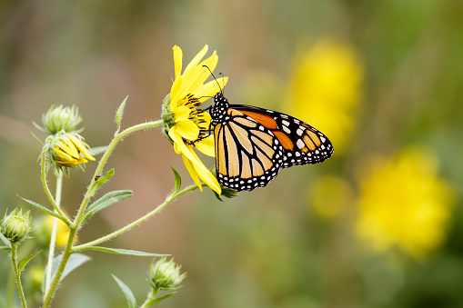 A closeup of a beautiful Monarch butterfly nectaring on yellow minature sunflower