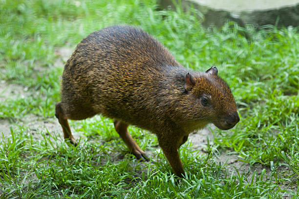 aguti america centrale (dasyprocta punctata) - agouti foto e immagini stock