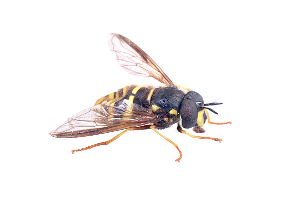 istock Black yellow striped fly on a white background 591844872