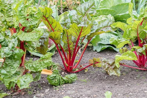 Rhubarb plant growing in the ground