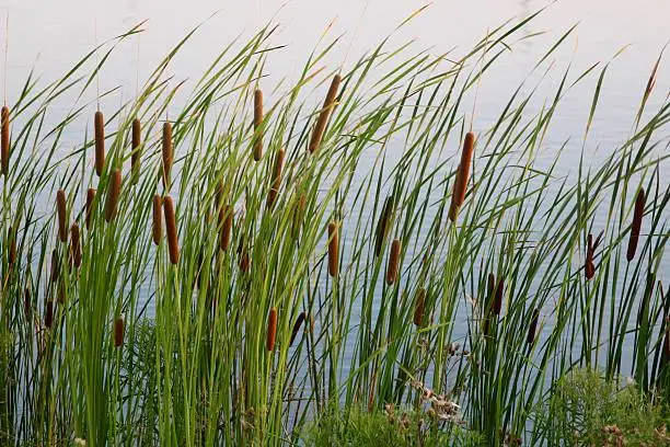 Some cattails by the lake water.