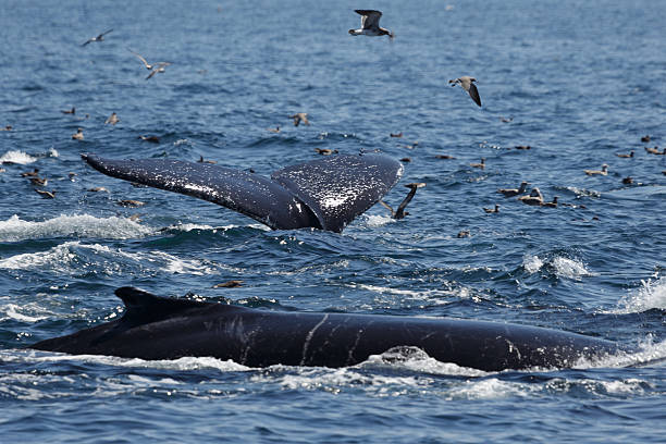 istock Humpback Whales in Provincetown MA 591846422