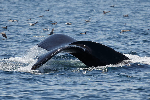 istock Humpback Whale in Provincetown MA 591846432