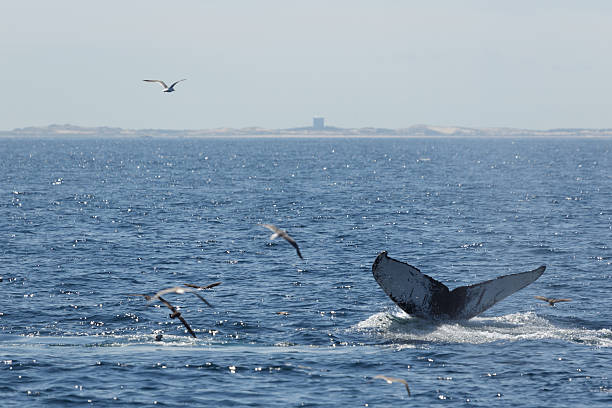 istock Humpback Whale in Provincetown MA 591846470
