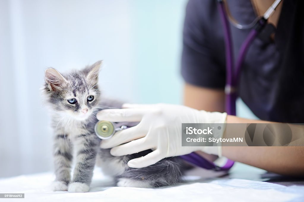 Tierarzt mit Stethoskop für Kätzchen - Lizenzfrei Tierarzt Stock-Foto