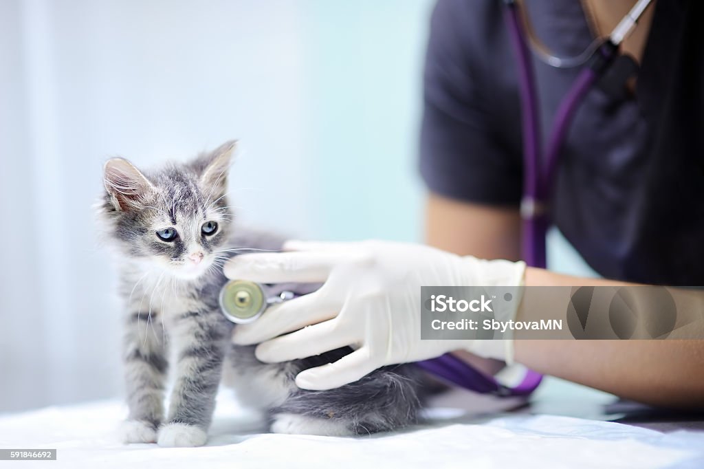 Médecin vétérinaire utilisant le stéthoscope pour chaton - Photo de Vétérinaire libre de droits