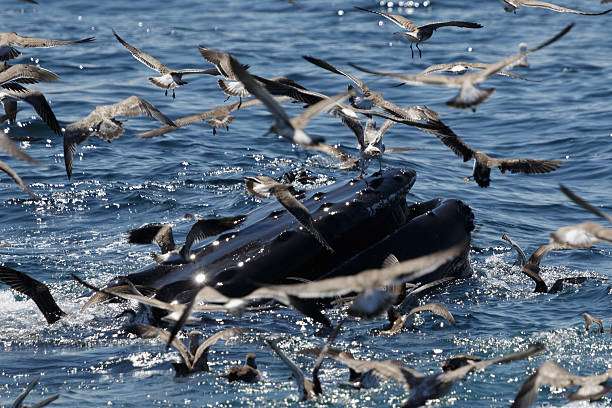 istock Humpback Whale in Provincetown MA 591846770
