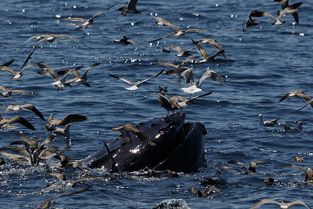 istock Humpback Whale in Provincetown MA 591846782