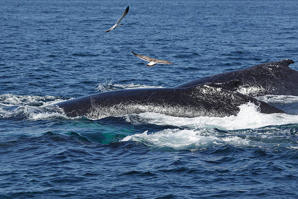 istock Humpback Whales in Provincetown MA 591846810