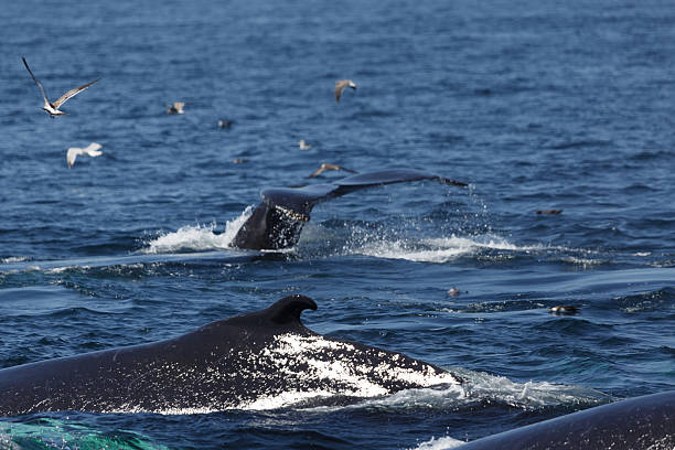 istock Humpback Whales in Provincetown MA 591846830