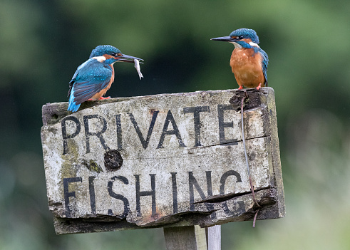 A pair of male Eurasian kingfishers, one with a fish in its beak, sitting on a Private Fishing signpost against a green diffused background.