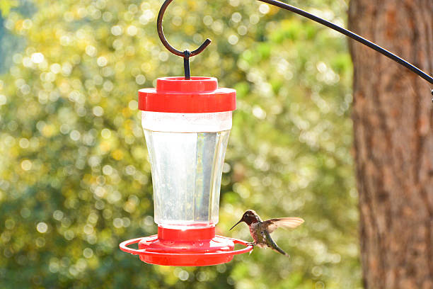 istock Hummingbird and Hummingbird Feeder 591847632