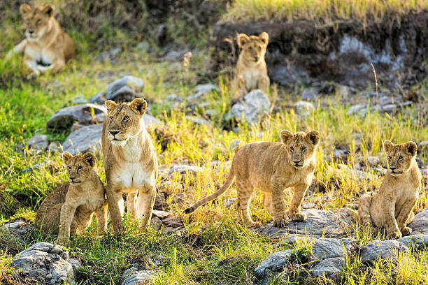 istock Lioness and lion cub 591849082
