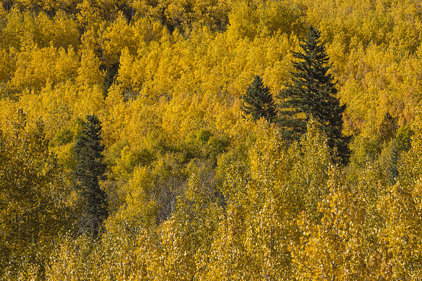 Blue Spruce among the Golden Aspen A spruce tree among the golden fall aspen trees in the Colorado Rocky Mountains goldco reports stock pictures, royalty-free photos & images