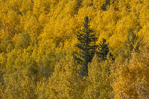 Blue Spruce among the Golden Aspen A spruce tree among the golden fall aspen trees in the Colorado Rocky Mountains goldco reports stock pictures, royalty-free photos & images