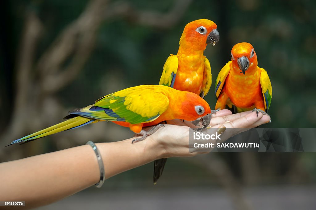 세 앵무새 에 여자 손 잉꼬에 대한 스톡 사진 및 기타 이미지 - 잉꼬, 앵무새, 먹기 - iStock