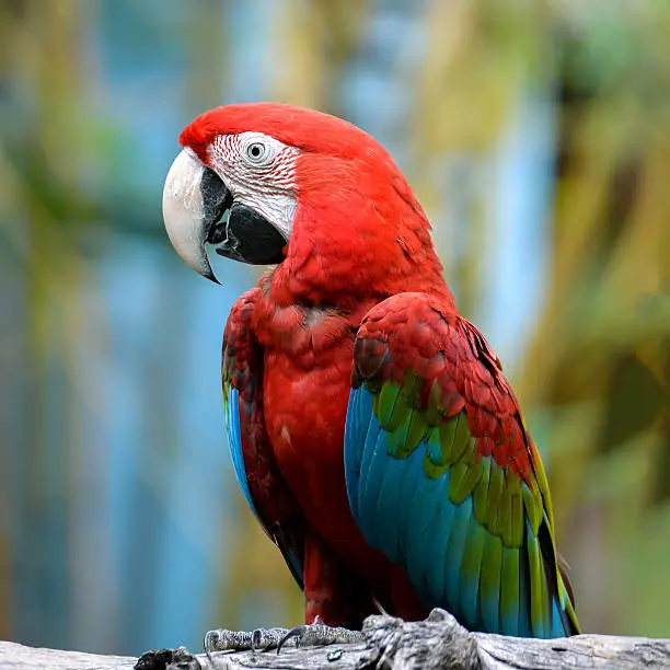 Photo of Macaw