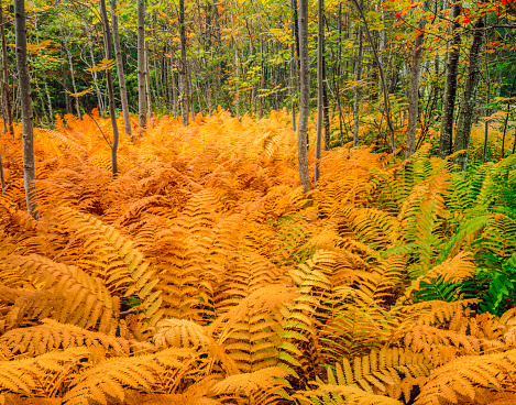 Autumn Forest With Ferns Acadia National Park, Maine