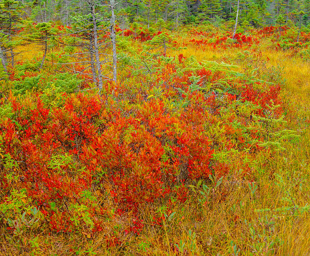 A colorful mixture of forest floor colors close up in the middle of Acadia National Park, Maine, USA.