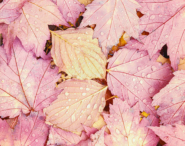 Close up of rain drops resting on pink autumn maple leaves in the Green Mountains of Vermont