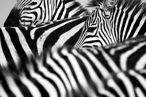 Zebra is coming isolated on white background